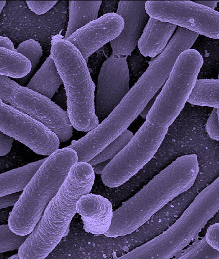 Probiotico plus1